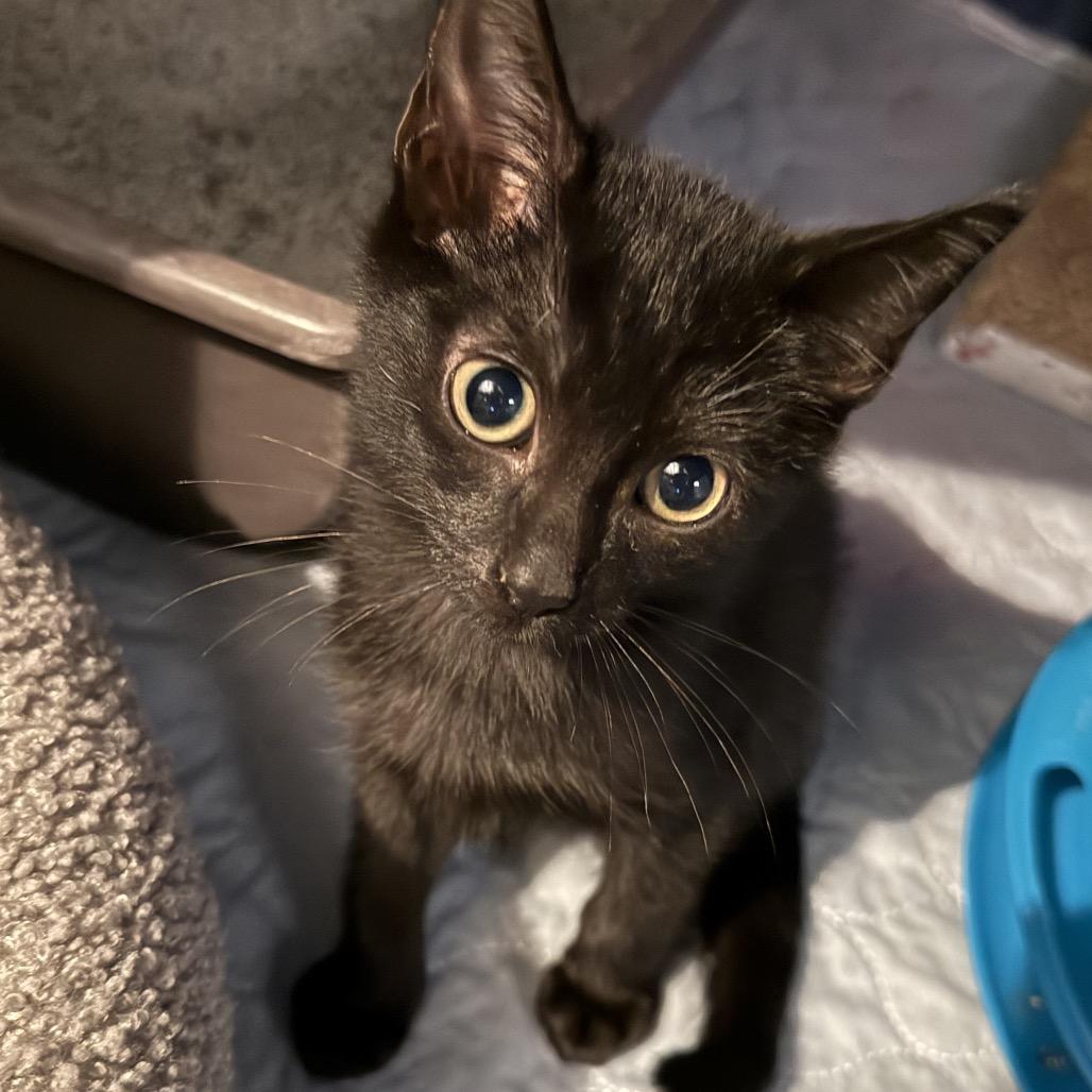 Enlarge Magnus, a Adoptable Domestic Short Hair in Jupiter, FL image 3/6