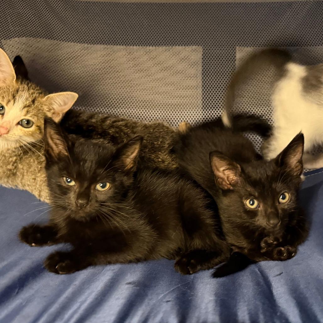 Enlarge Magnus, a Adoptable Domestic Short Hair in Jupiter, FL image 4/6