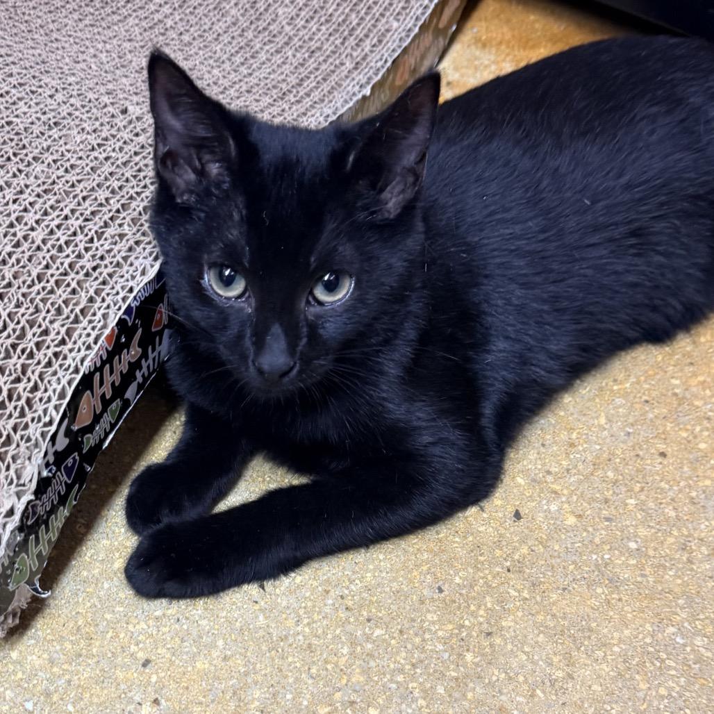 Enlarge Magnus, a Adoptable Domestic Short Hair in Jupiter, FL image 6/6