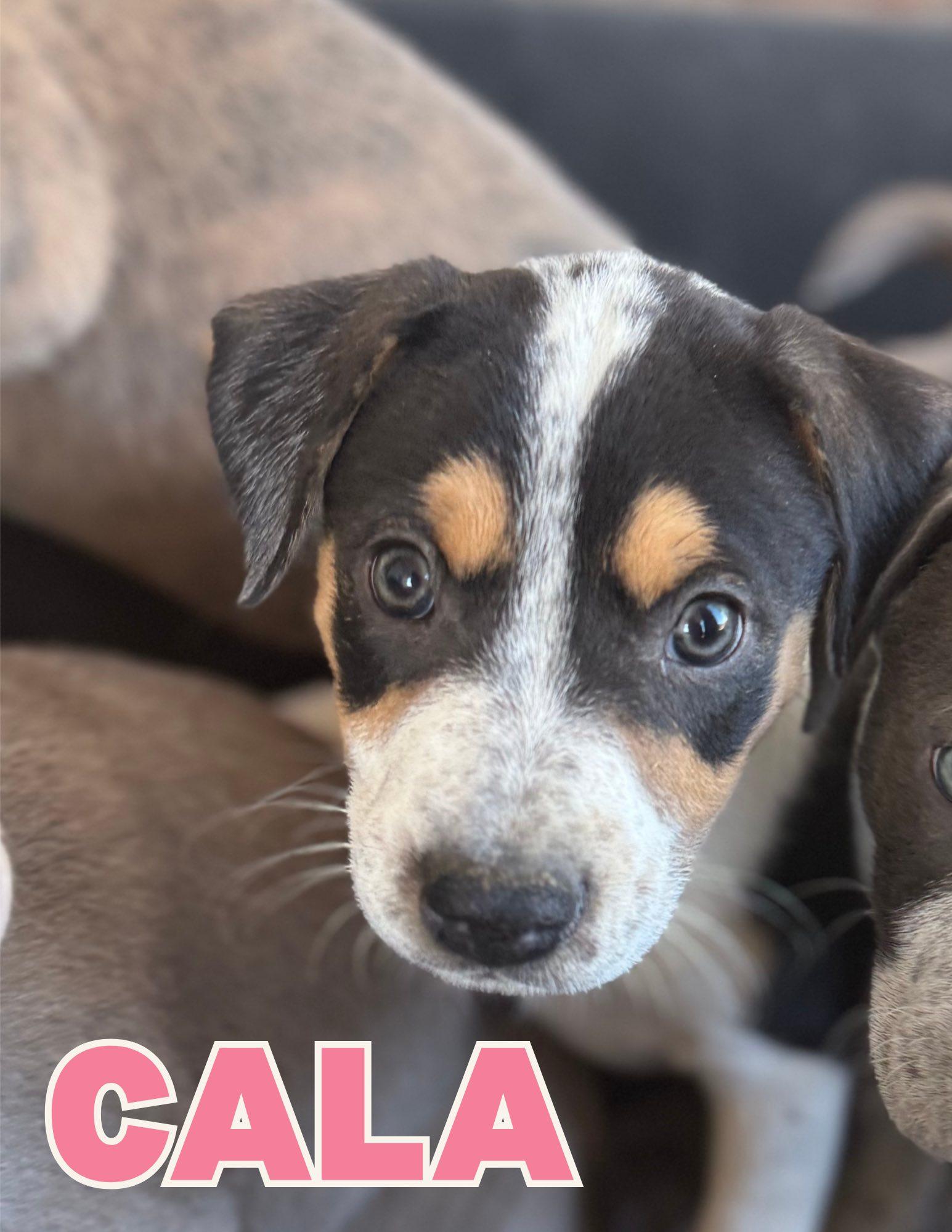 Enlarge Cala, a ADOPTABLE mixed breed in Shalimar, FL image 1/1