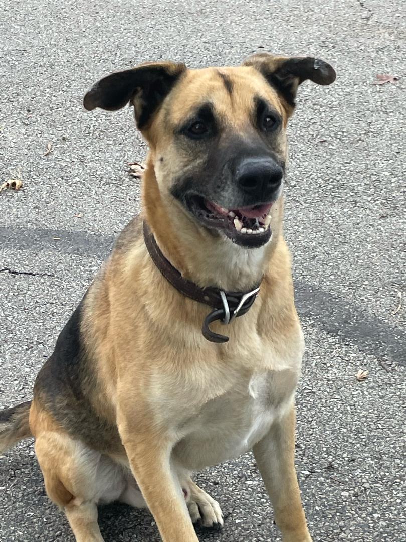 Duke (Courtesy Posting), Adopted, Adult Male German Shepherd Dog.