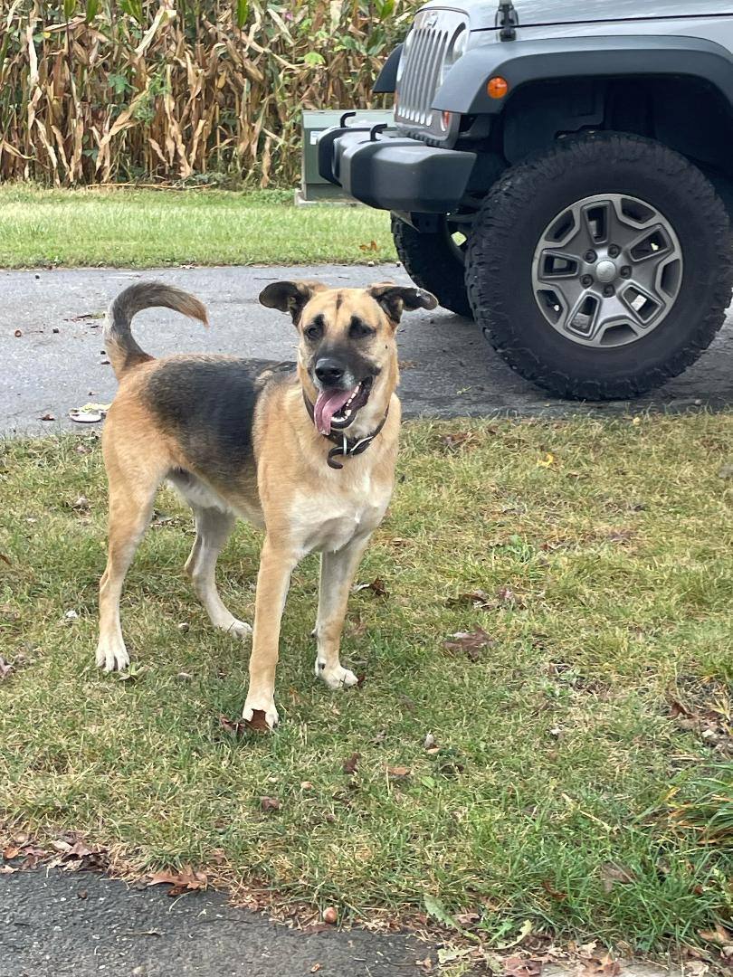 Duke (Courtesy Posting), a Adopted German Shepherd Dog in Hamilton, OH image 2/2