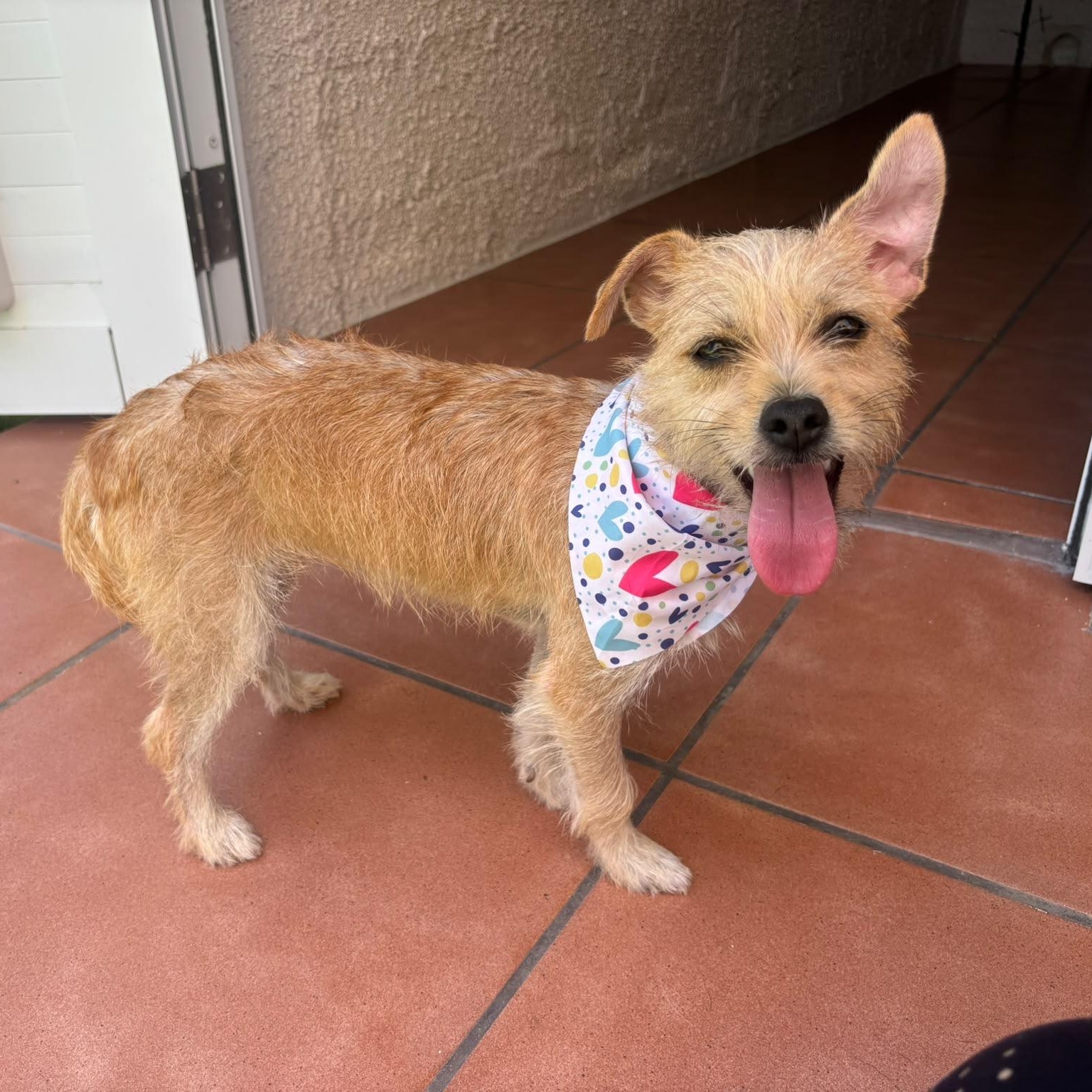 Enlarge Miss Truffles, a Adoptable mixed breed in Lyndeborough, NH image 4/6