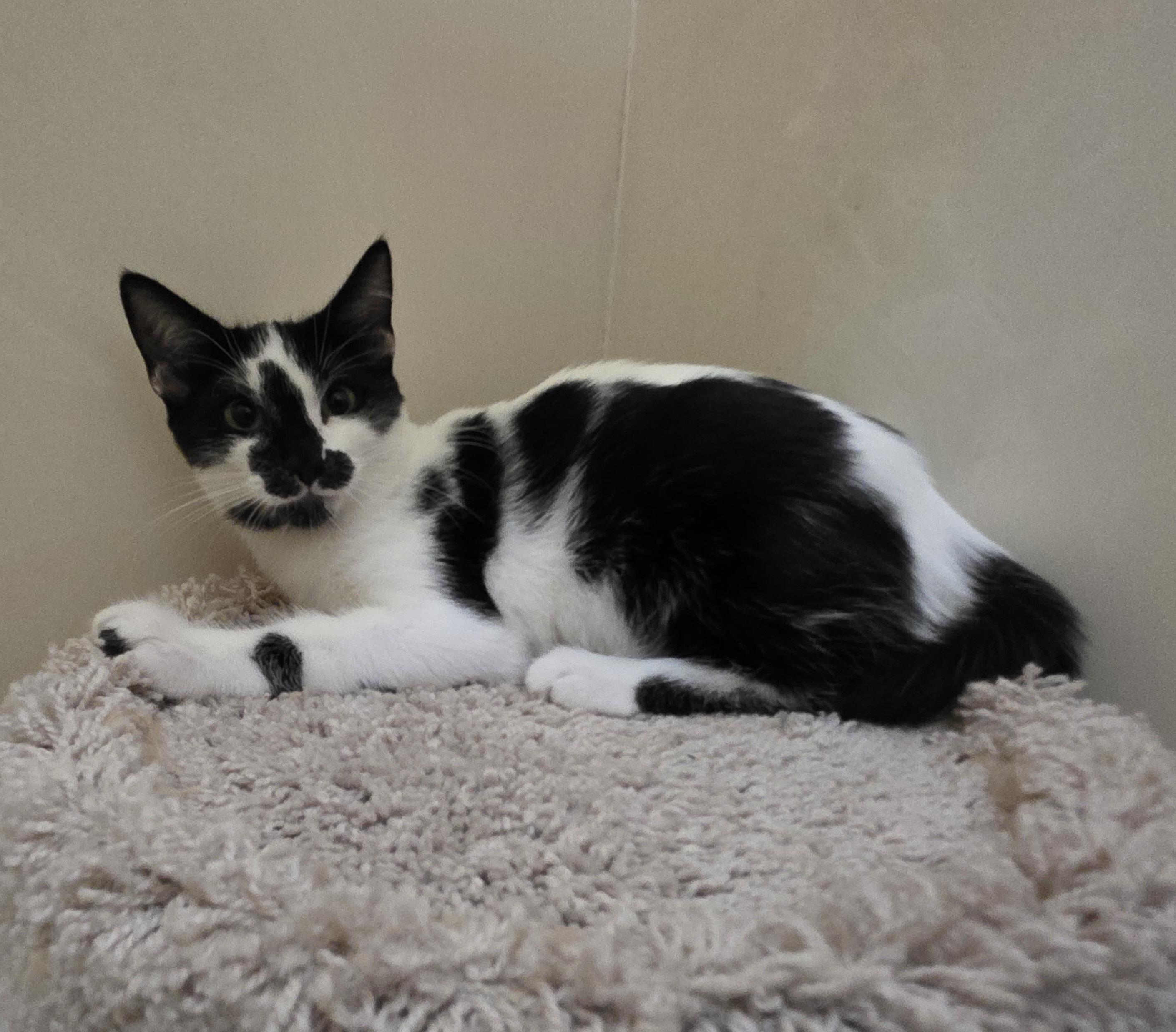 Moo, a Adoptable Tuxedo in Vacaville, CA image 2/4