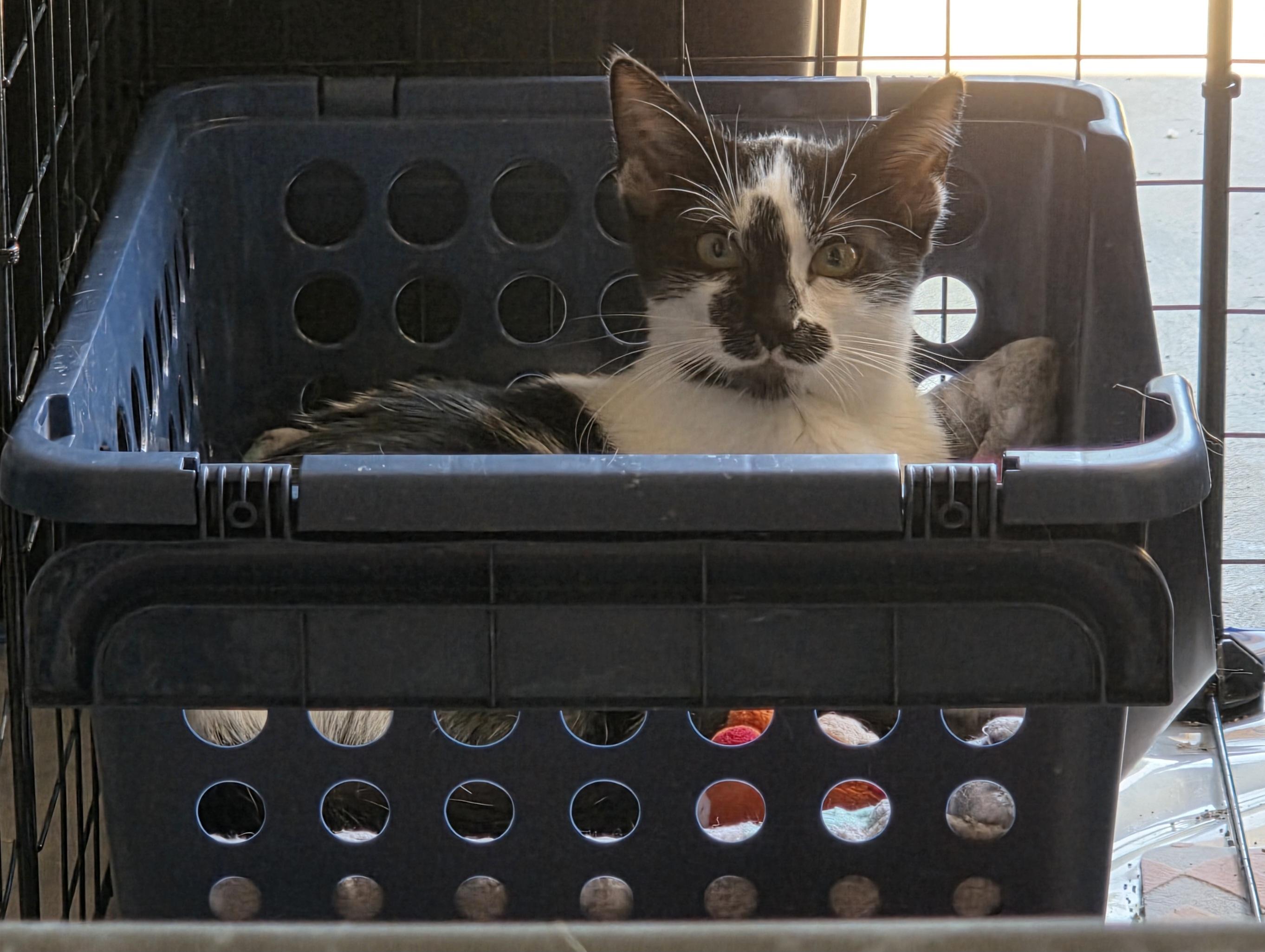 Moo, a Adoptable Tuxedo in Vacaville, CA image 3/4