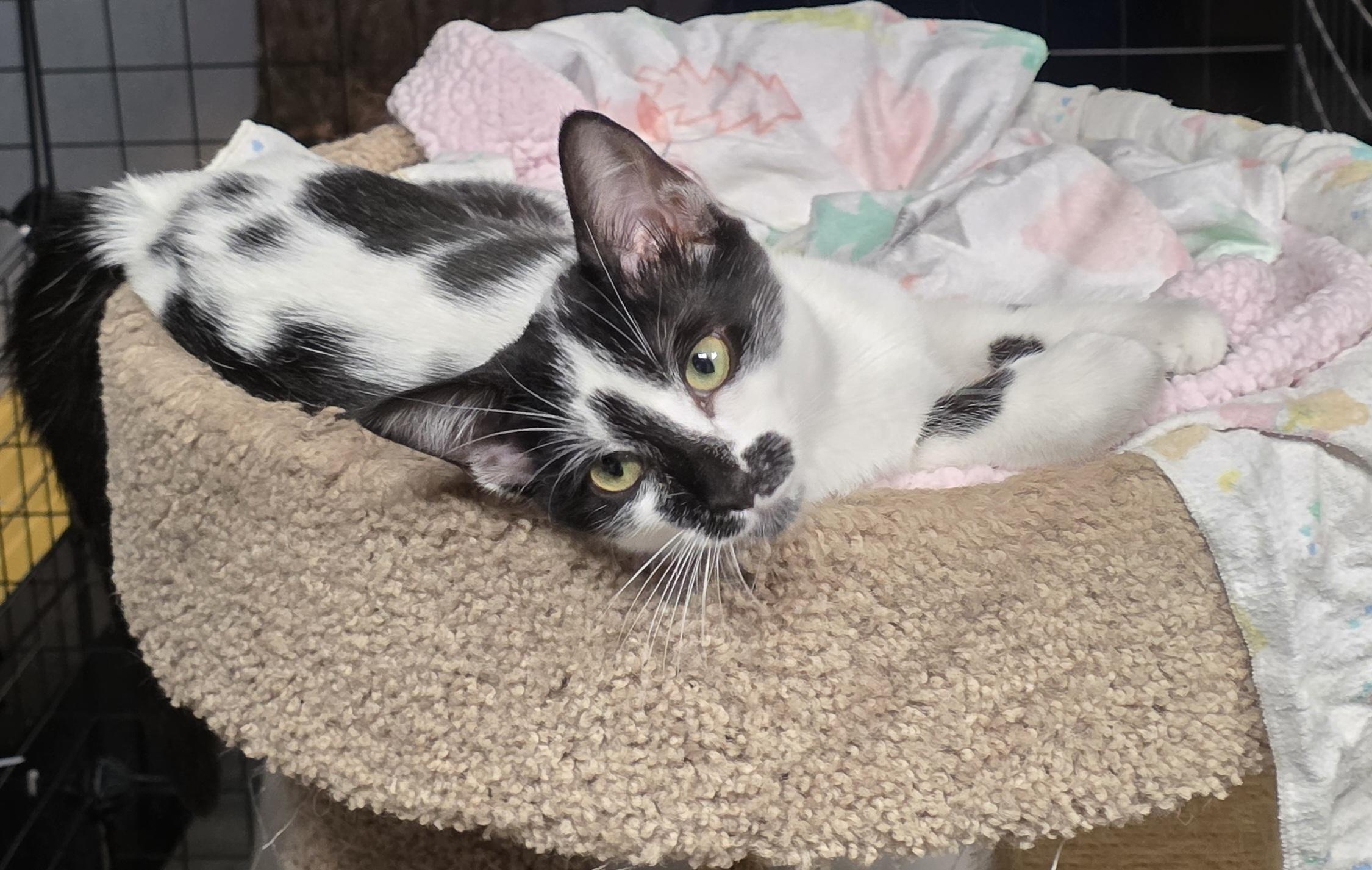 Moo, a Adoptable Tuxedo in Vacaville, CA image 4/4