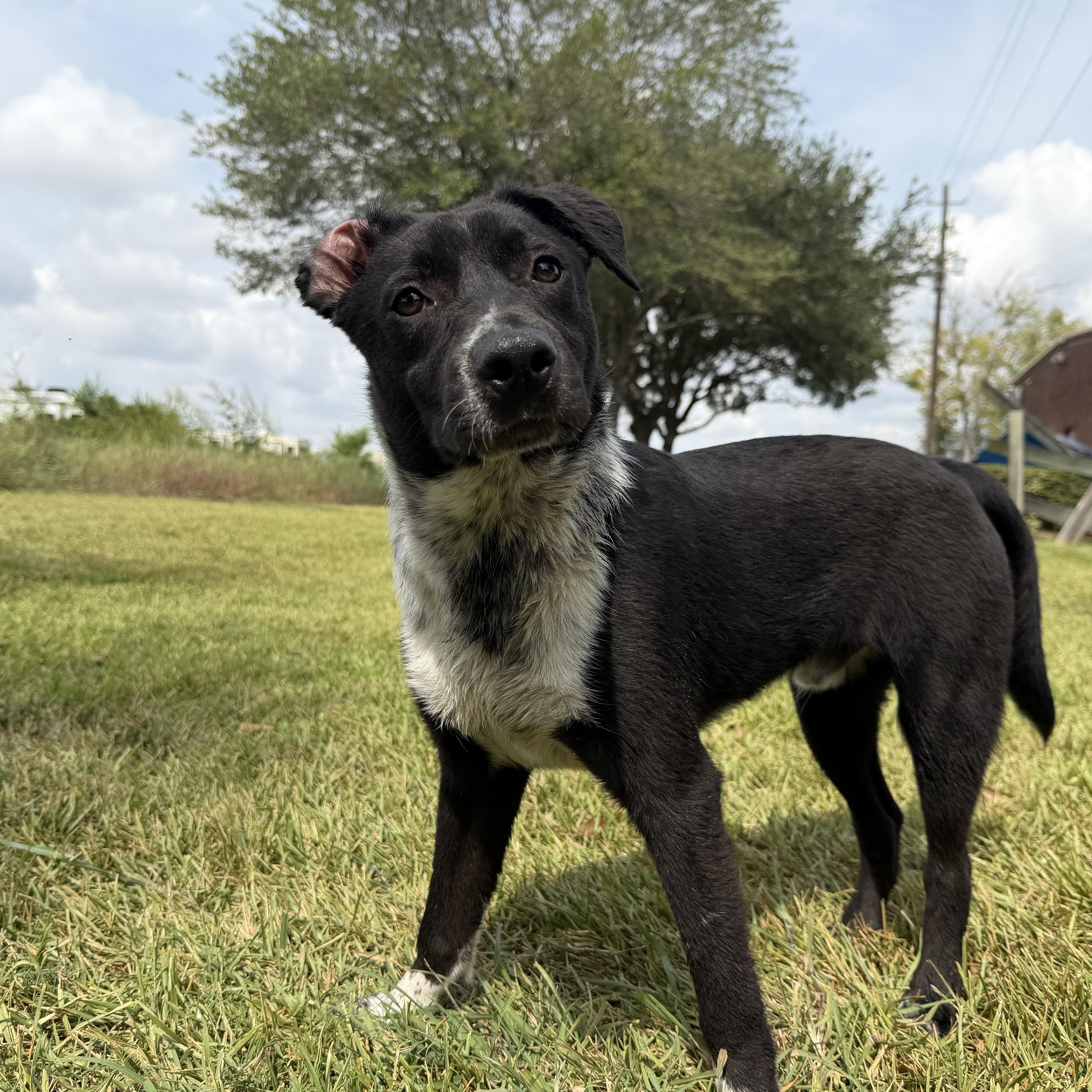 Louie, Adoptable, Puppy Male Australian Shepherd.