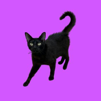 Enlarge Poyo, a Adoptable Domestic Short Hair in Tuscaloosa, AL image 1/1