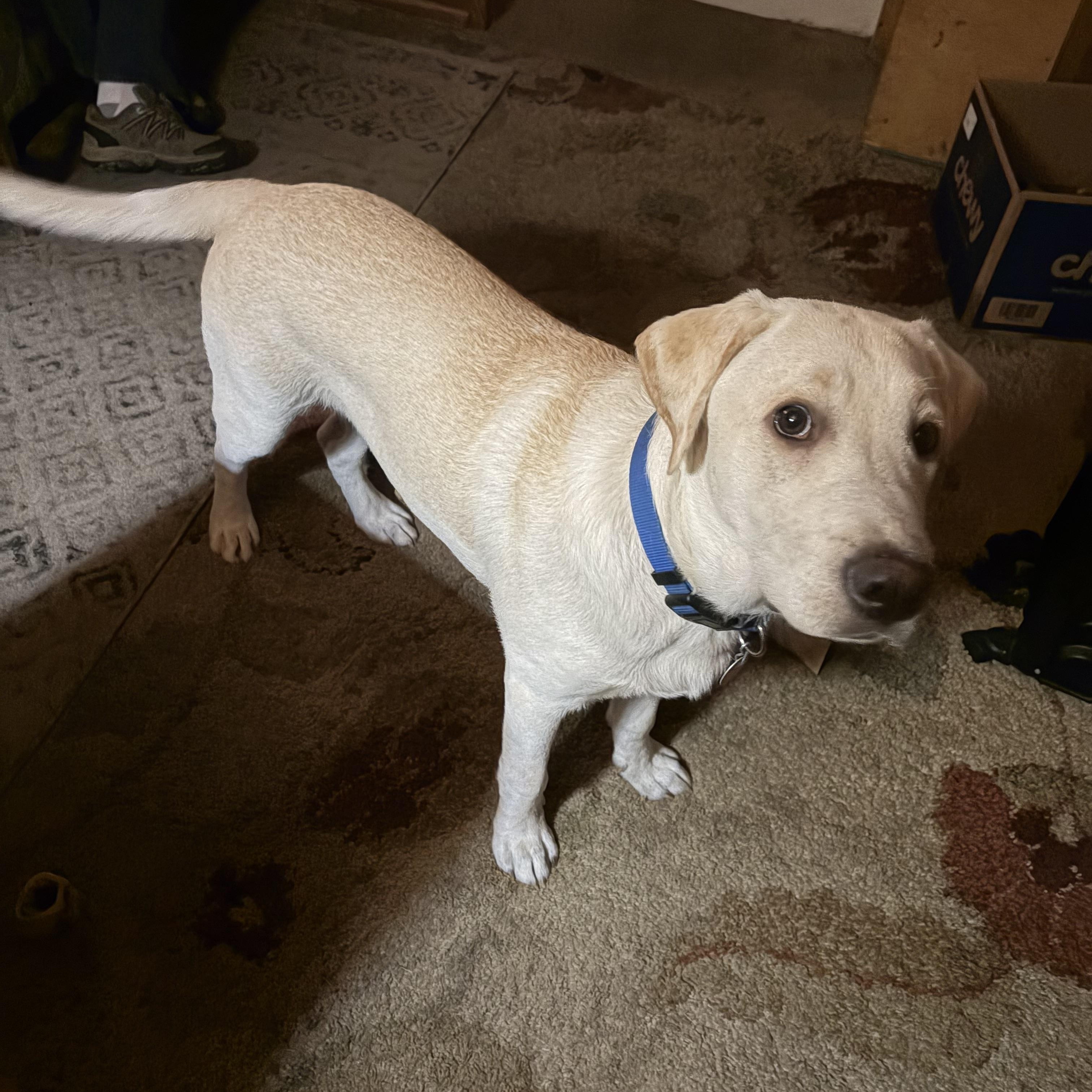 Moose (COURTESY POSTING), ADOPTABLE, Young Male Labrador Retriever.