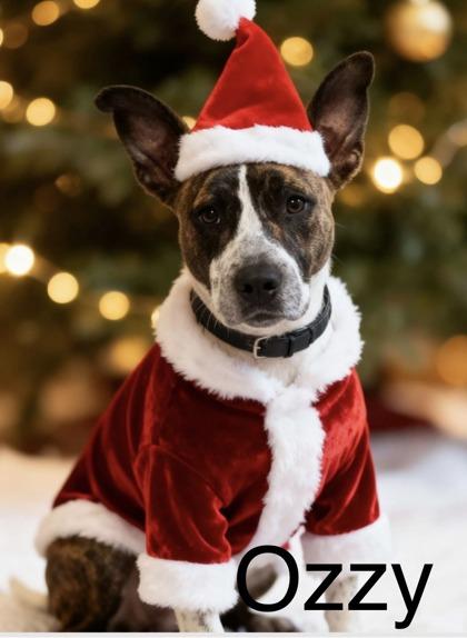 Ozzy, Adoptable, Young Male Mixed Breed & Mixed Breed.