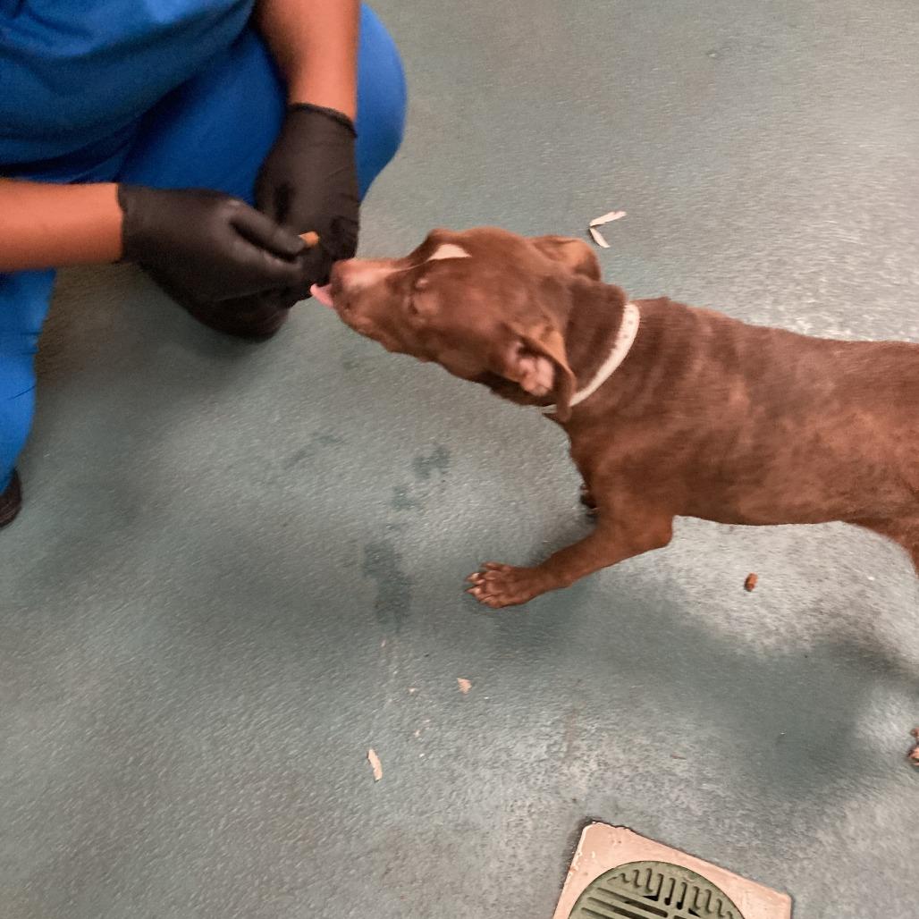 Ross, Adoptable, Adult Male American Staffordshire Terrier.