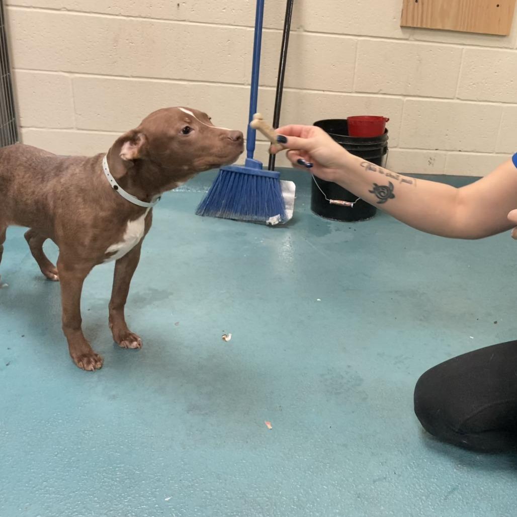 Enlarge Ross, a Adoptable American Staffordshire Terrier in Memphis, TN image 2/6