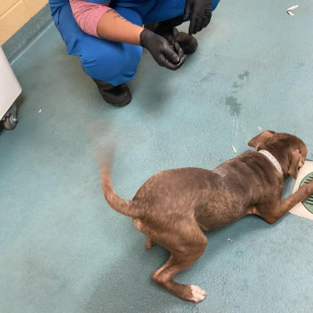 Enlarge Ross, a Adoptable American Staffordshire Terrier in Memphis, TN image 3/6