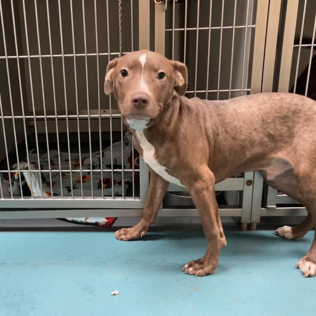 Enlarge Ross, a Adoptable American Staffordshire Terrier in Memphis, TN image 4/6