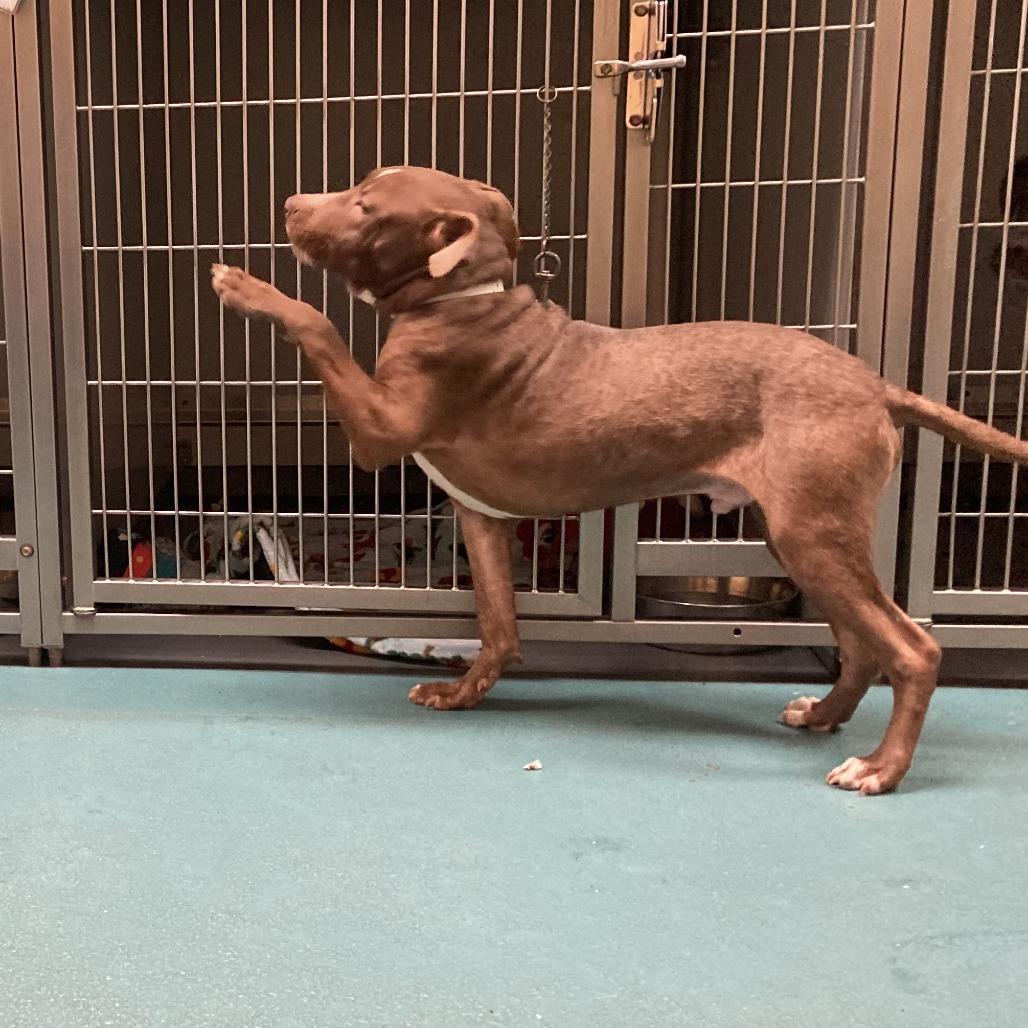 Enlarge Ross, a Adoptable American Staffordshire Terrier in Memphis, TN image 5/6