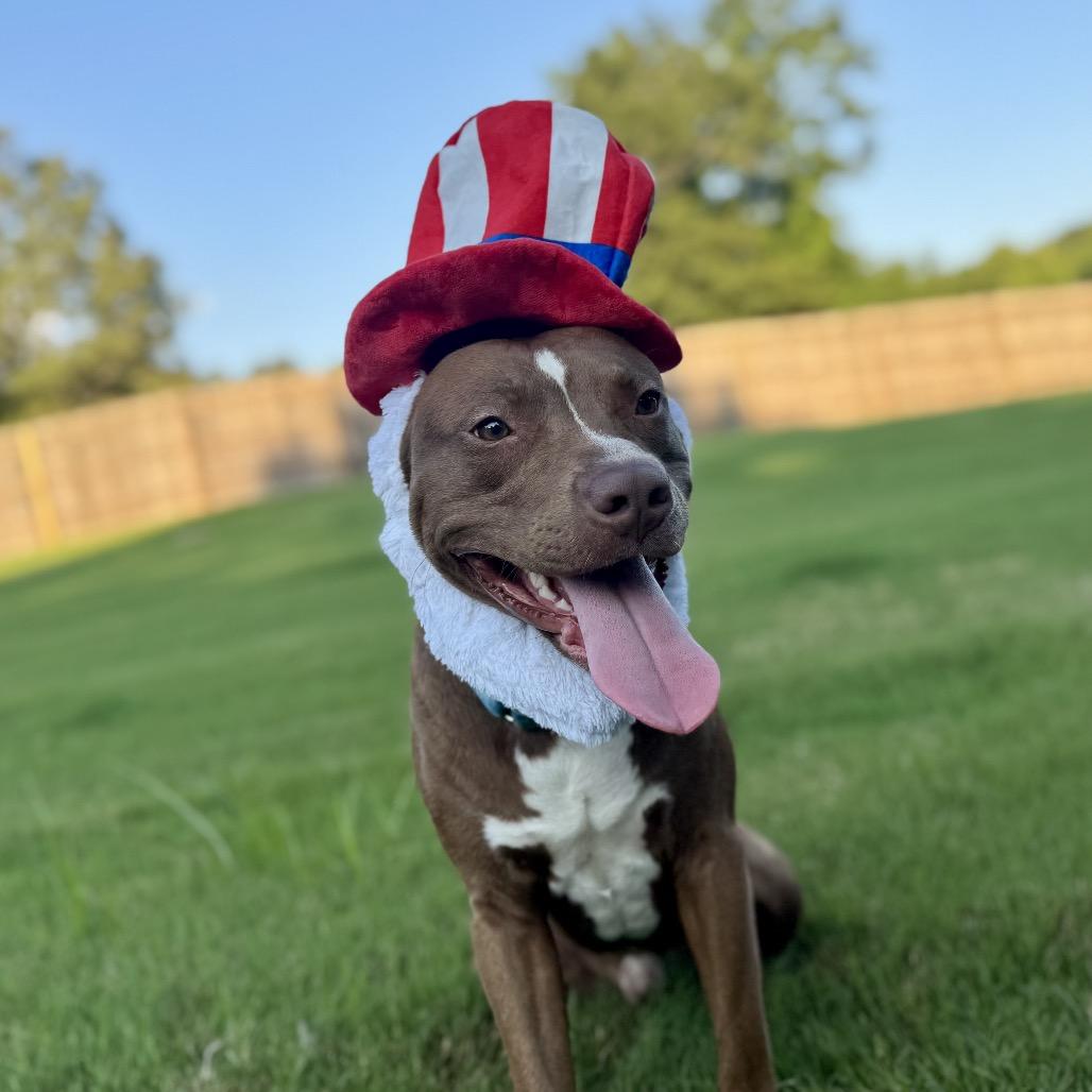 Enlarge Ross, a Adoptable American Staffordshire Terrier in Memphis, TN image 6/6