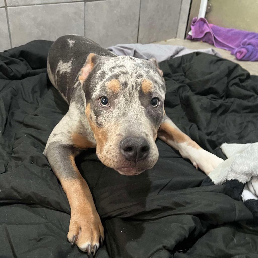 Fenrir, Adoptable, Young Male Pit Bull Terrier.