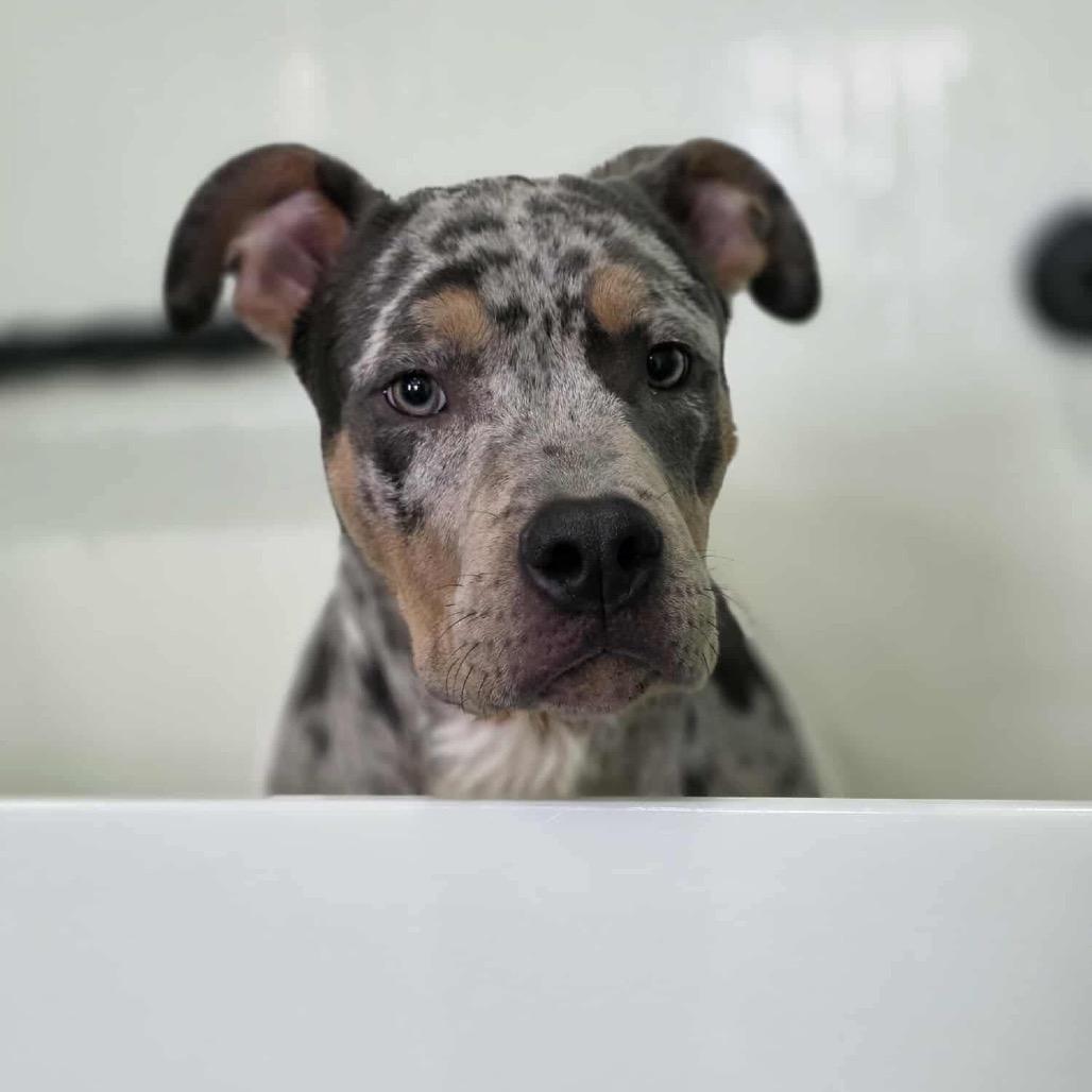 Fenrir, a Adoptable Pit Bull Terrier in Jackson, MO image 2/5