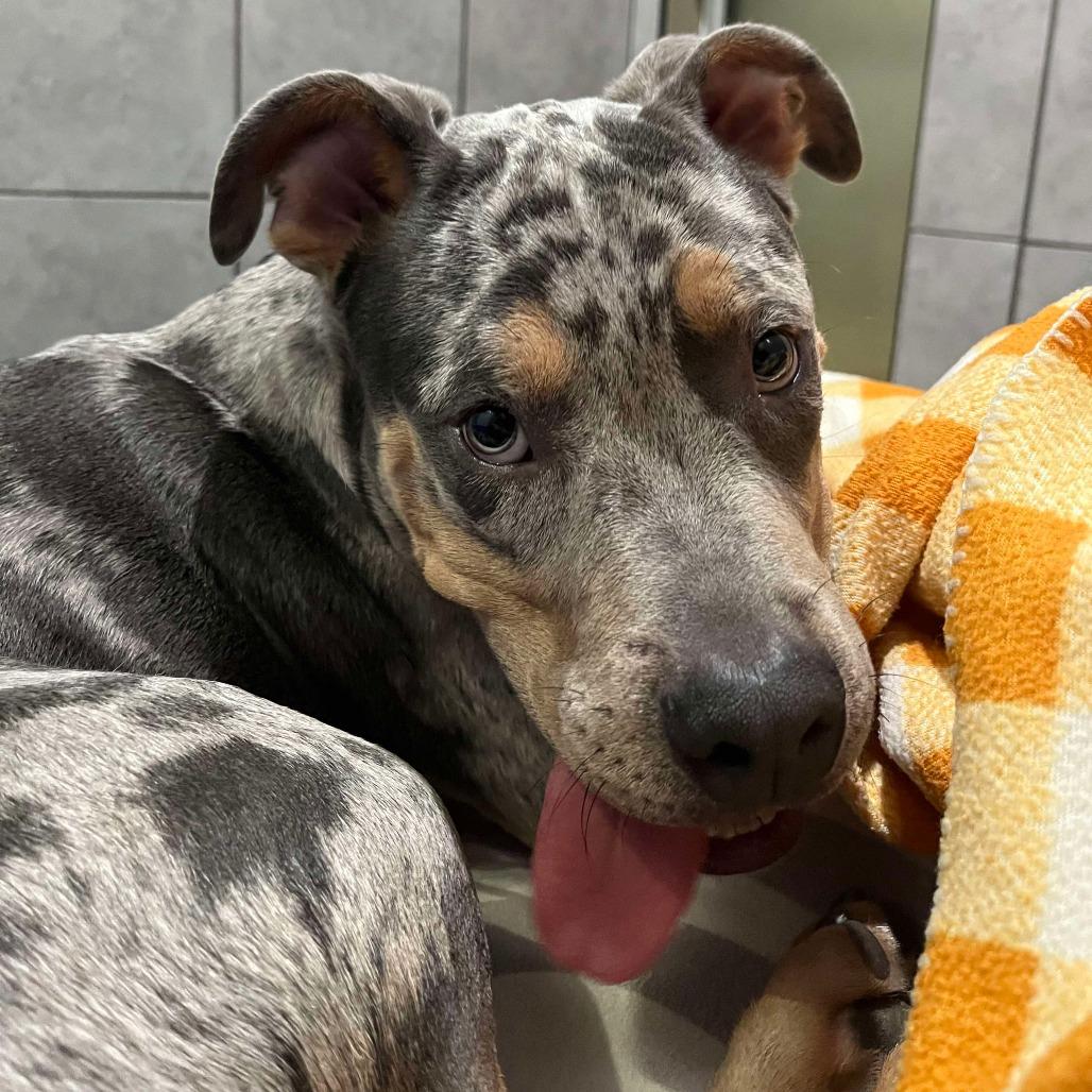 Fenrir, a Adoptable Pit Bull Terrier in Jackson, MO image 3/5