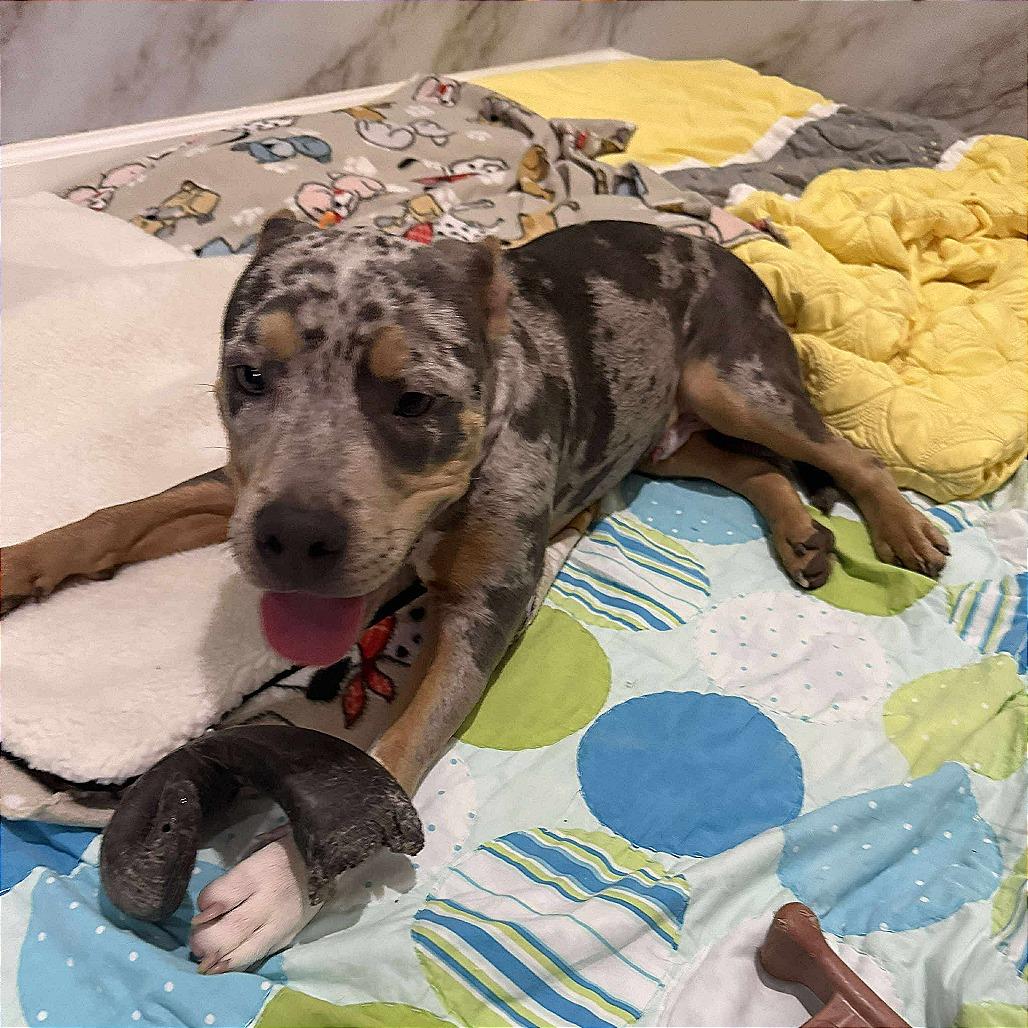 Fenrir, a Adoptable Pit Bull Terrier in Jackson, MO image 4/5