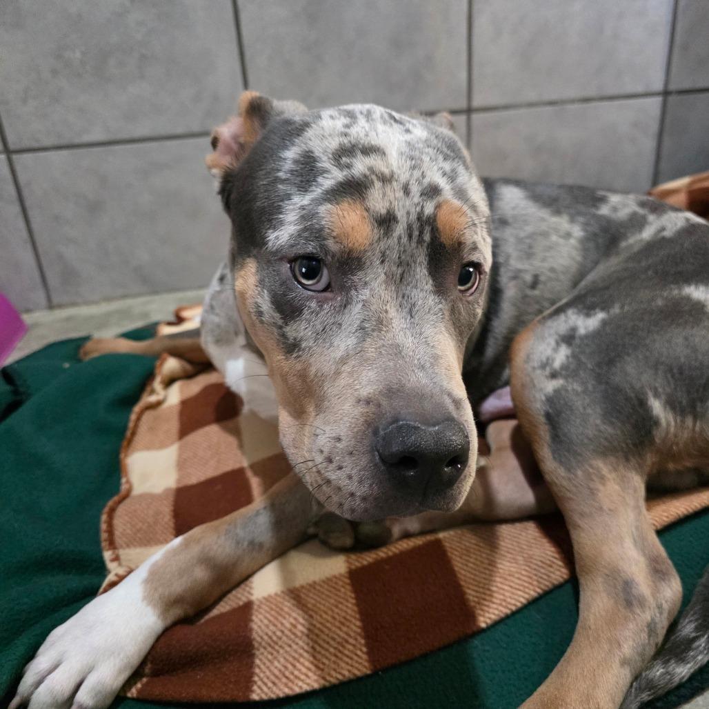 Fenrir, a Adoptable Pit Bull Terrier in Jackson, MO image 5/5