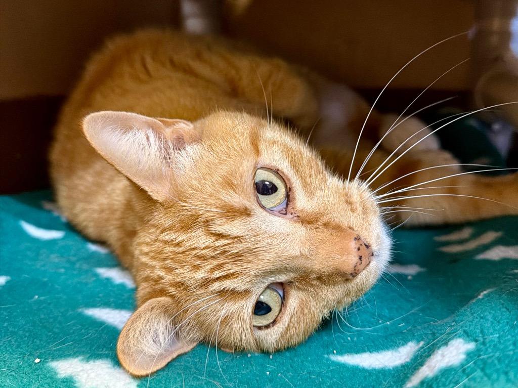 Cheeto, Adoptable, Adult Male Domestic Short Hair.