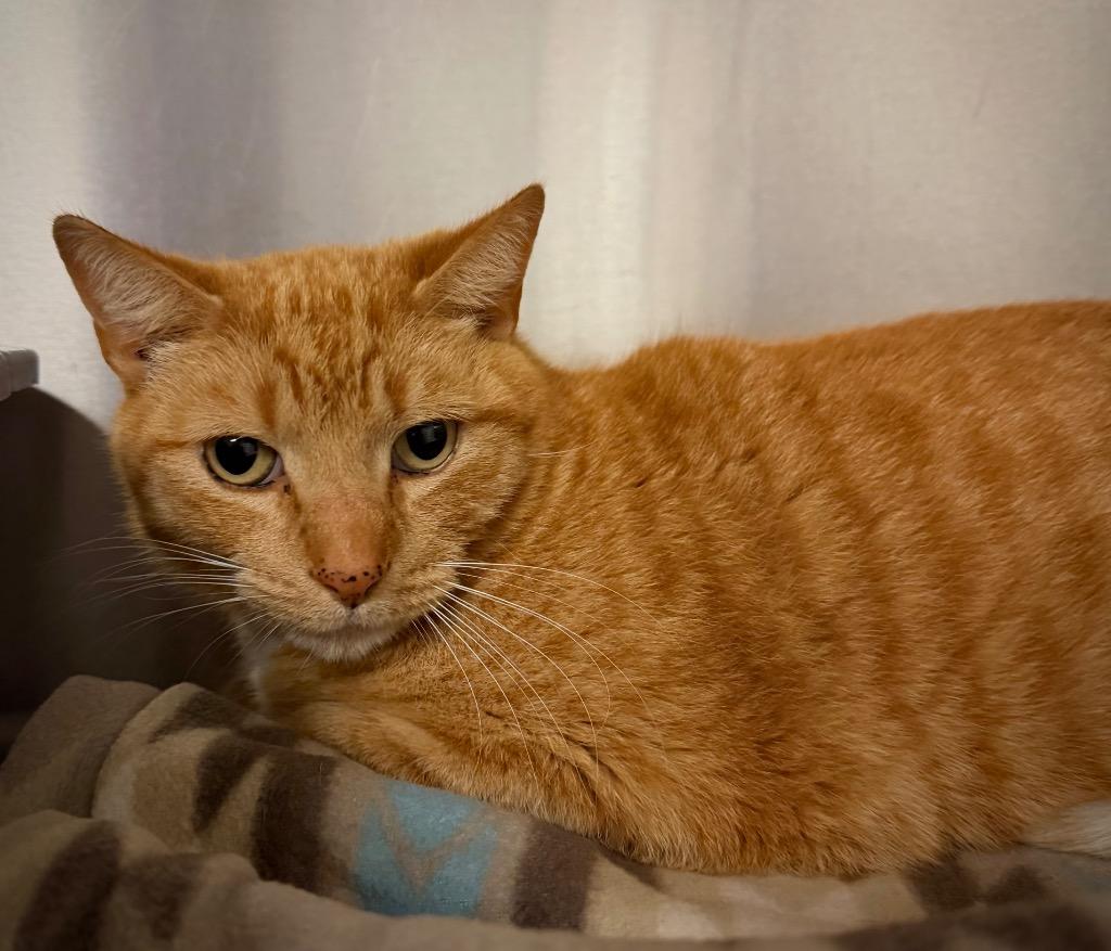 Enlarge Cheeto, a Adoptable Domestic Short Hair in Ocala, FL image 2/2