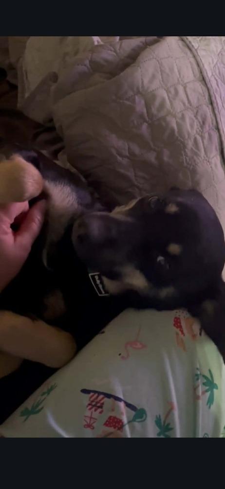 Enlarge Athena, a Adoptable Shepherd in Statesville, NC image 1/2