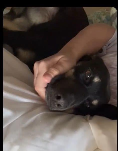 Enlarge Athena, a Adoptable Shepherd in Statesville, NC image 2/2