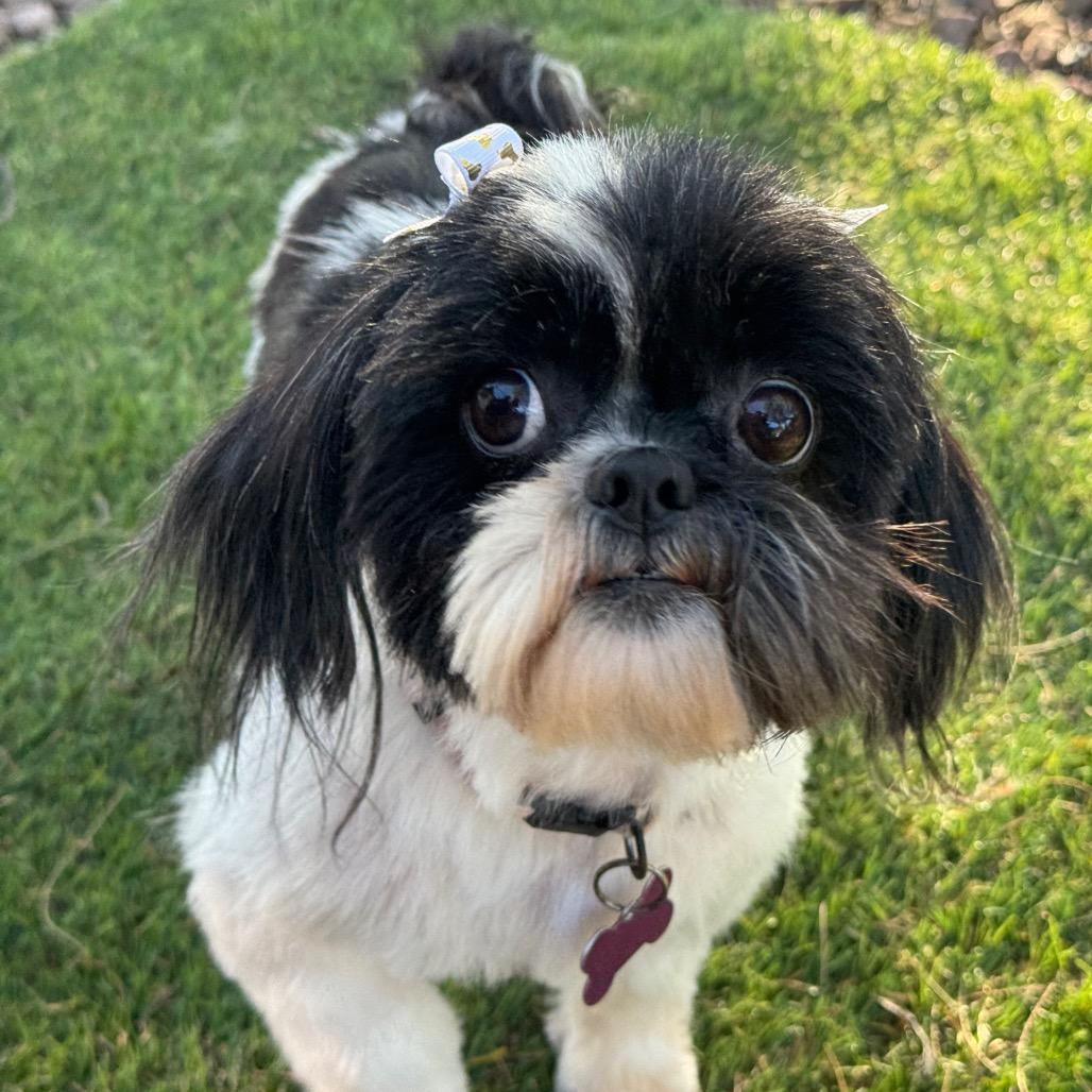 Tiki & Rocco ( Bonded Pair), a Adoptable Shih Tzu in Phoenix, AZ image 1/4