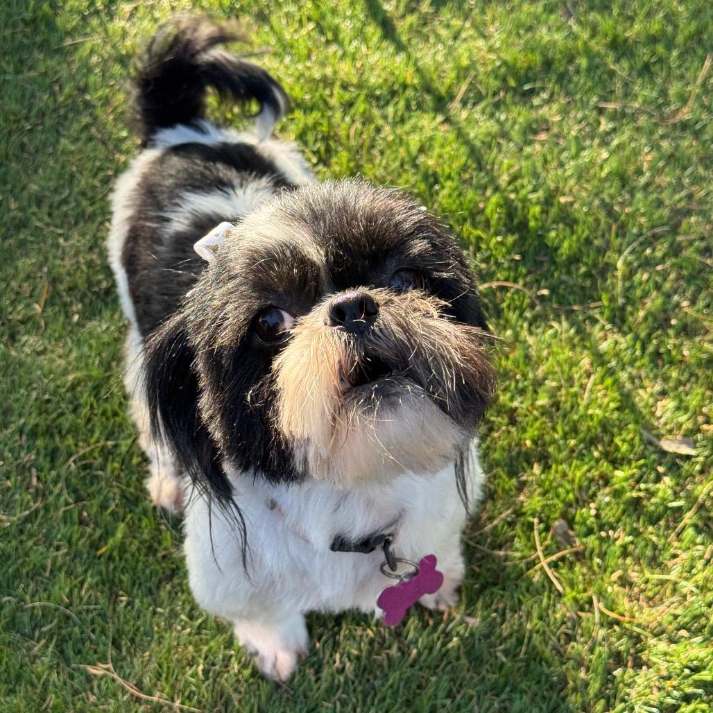 Tiki & Rocco ( Bonded Pair), a Adoptable Shih Tzu in Phoenix, AZ image 2/4