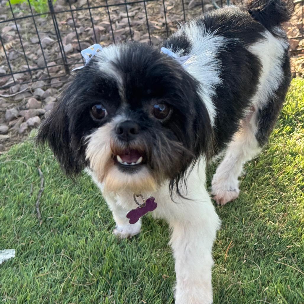 Tiki & Rocco ( Bonded Pair), a Adoptable Shih Tzu in Phoenix, AZ image 3/4