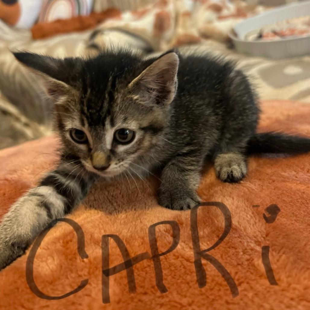 Capri, Adoptable, Kitten Female Domestic Short Hair.