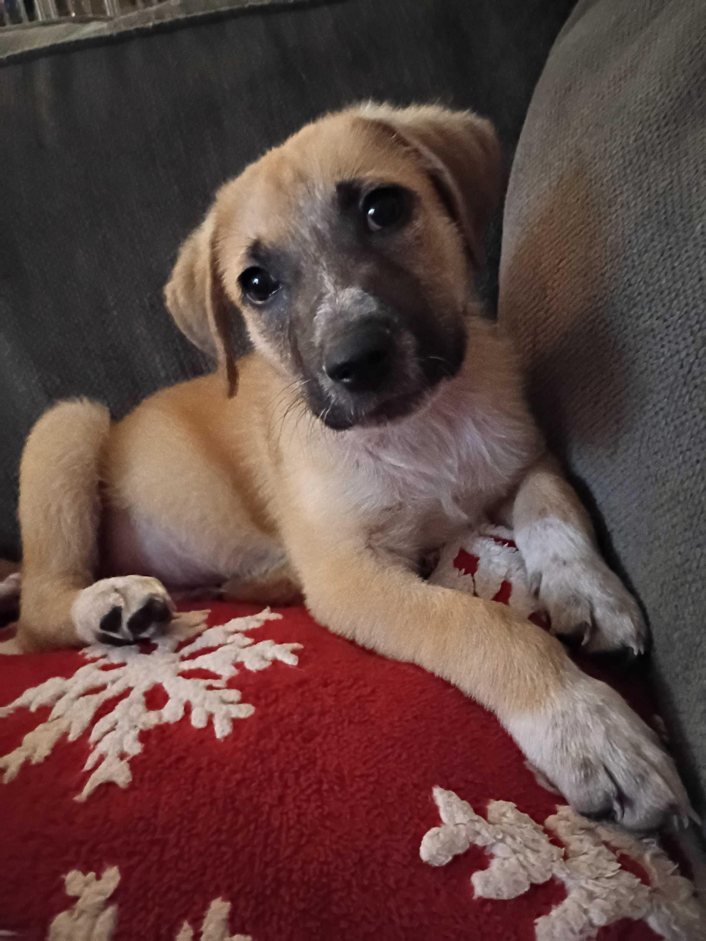 Mistletoe/Jake, Adoptable, Young Male Australian Cattle Dog / Blue Heeler & Labrador Retriever.