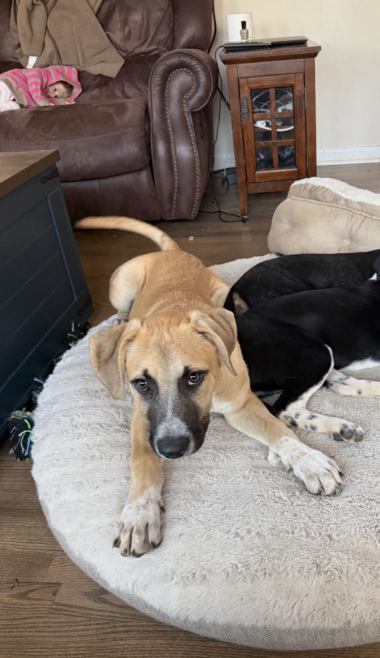 Enlarge Mistletoe/Jake, a Adoptable mixed breed in Winder, GA image 2/5