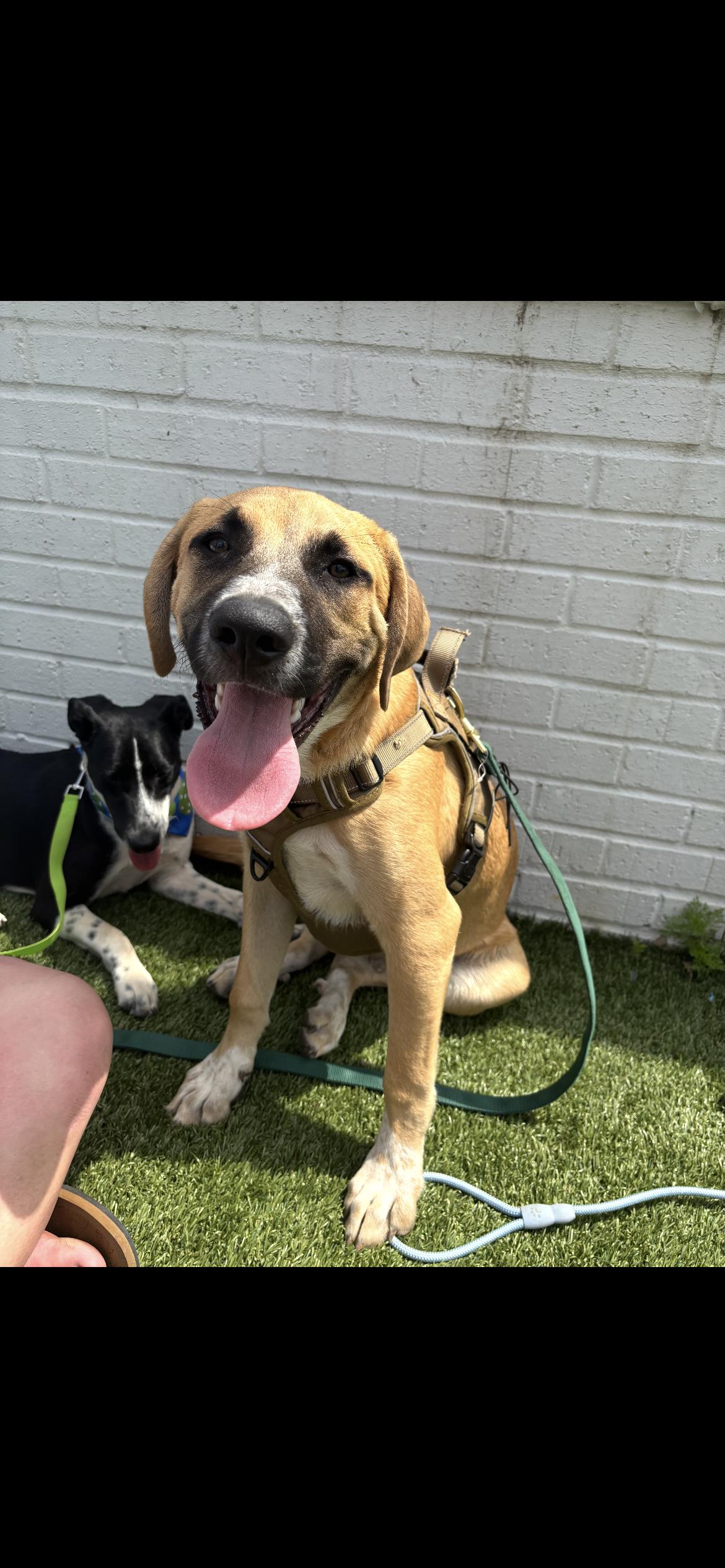 Enlarge Mistletoe/Jake, a Adoptable mixed breed in Winder, GA image 3/5