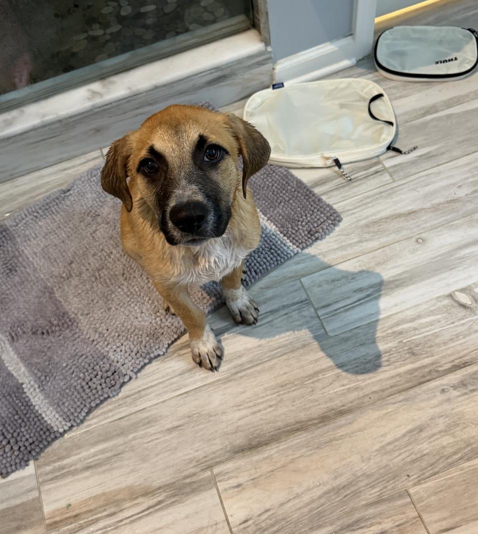 Enlarge Mistletoe/Jake, a Adoptable mixed breed in Winder, GA image 4/5