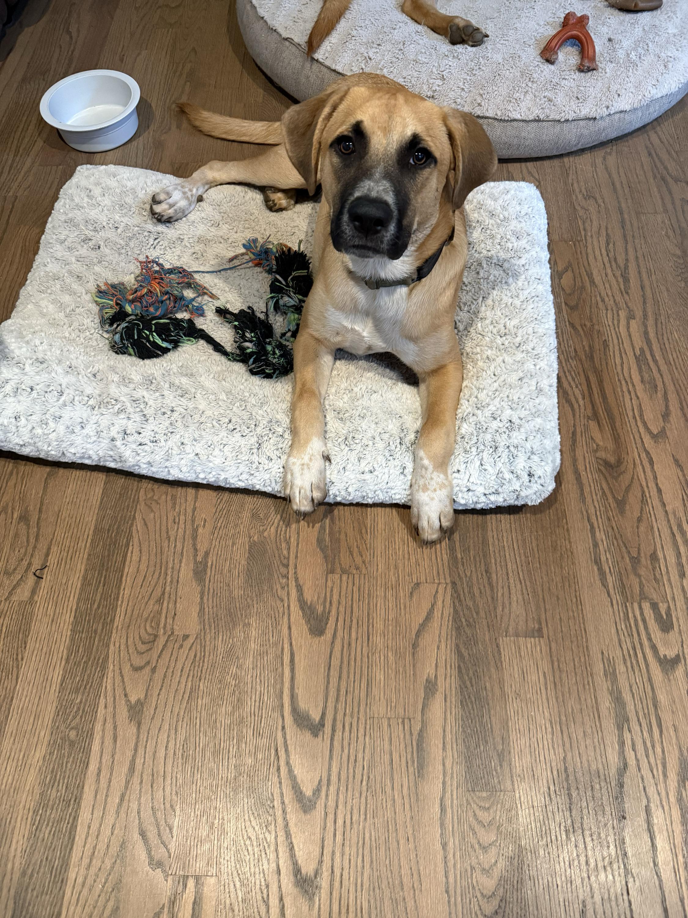 Enlarge Mistletoe/Jake, a Adoptable mixed breed in Winder, GA image 5/5
