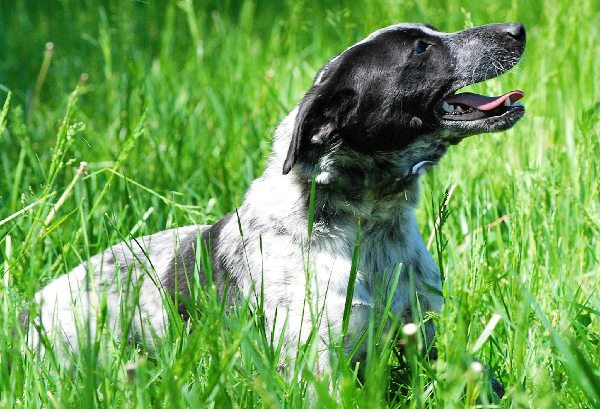 Honey, a Adoptable Australian Cattle Dog / Blue Heeler in manchester, TN image 4/5