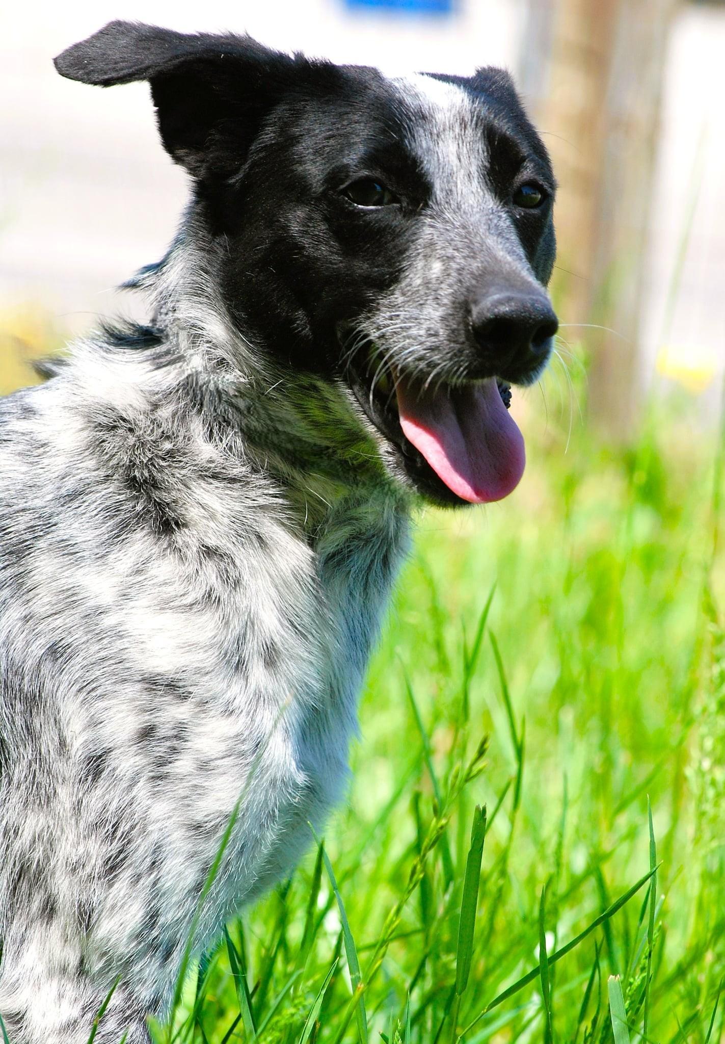 Honey, a Adoptable Australian Cattle Dog / Blue Heeler in manchester, TN image 3/5