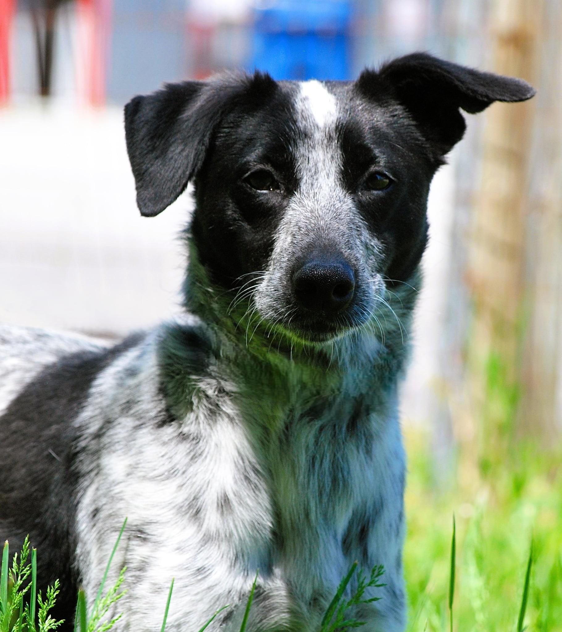 Honey, a Adoptable Australian Cattle Dog / Blue Heeler in manchester, TN image 1/5