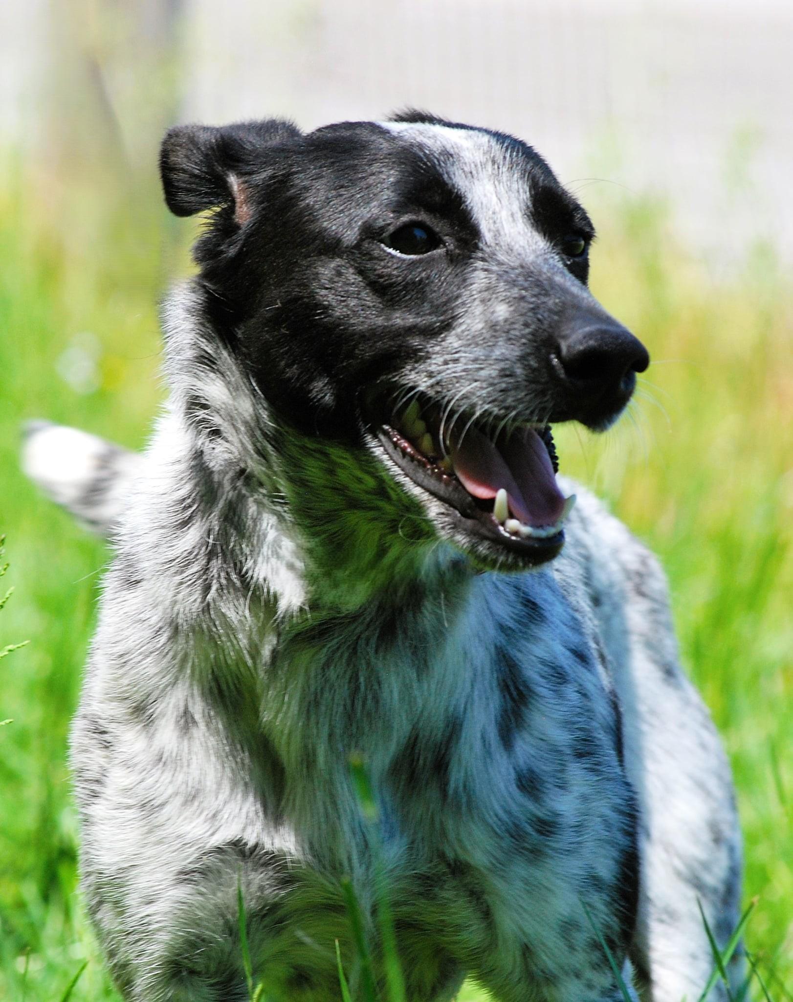 Honey, a Adoptable Australian Cattle Dog / Blue Heeler in manchester, TN image 5/5