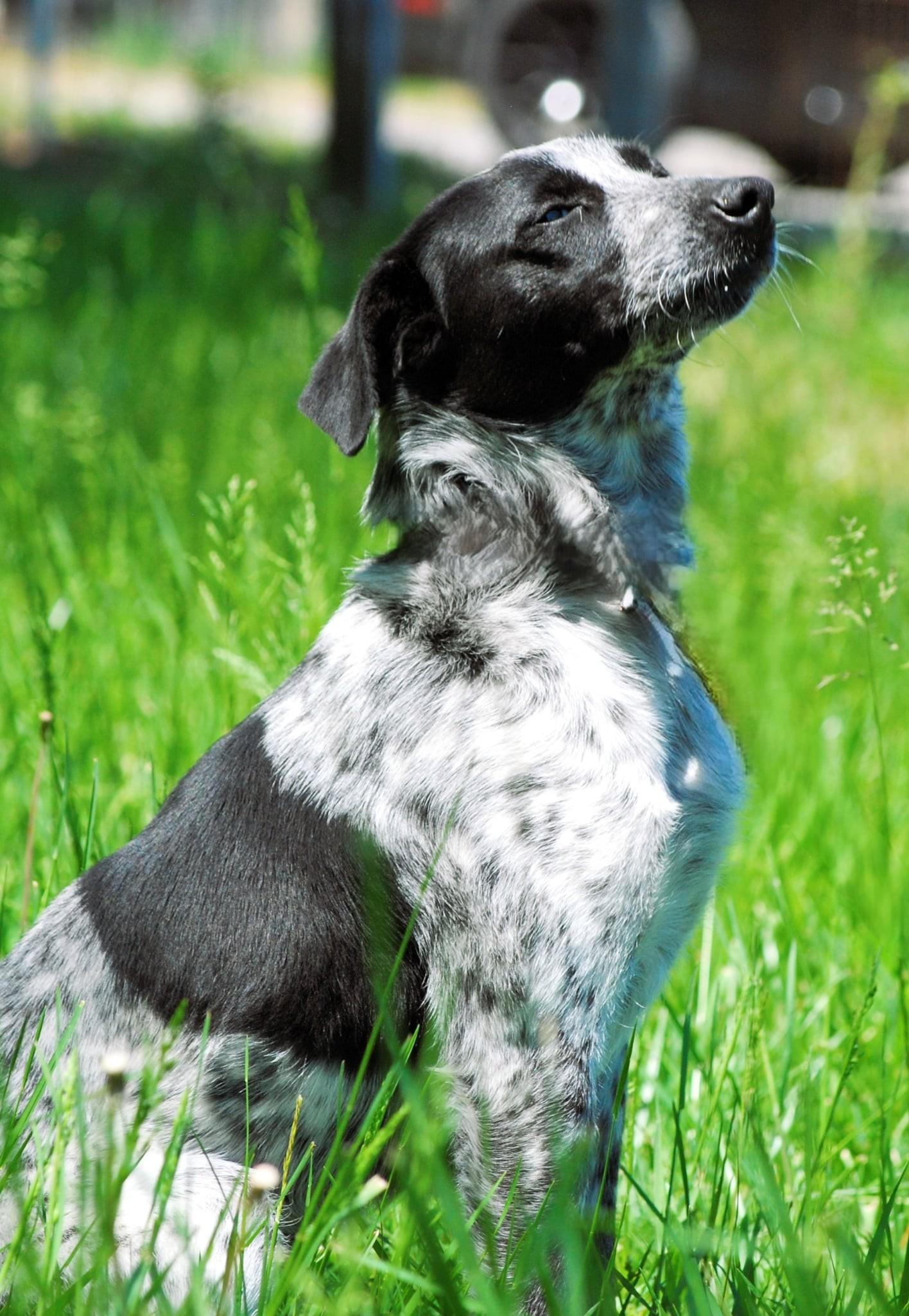 Honey, a Adoptable Australian Cattle Dog / Blue Heeler in manchester, TN image 2/5
