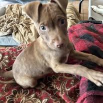 Little Bob, Adopted, Puppy Male Weimaraner.
