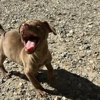 Enlarge Little Bob, a Adopted Weimaraner in Pine Bluff, AR image 2/3