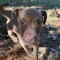 Enlarge Little Bob, a Adopted Weimaraner in Pine Bluff, AR image 3/3