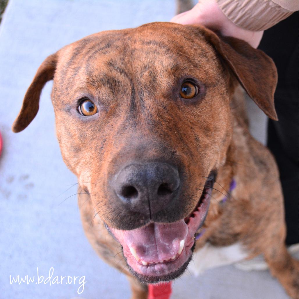 Stella, Adoptable, Adult Female Pit Bull Terrier.