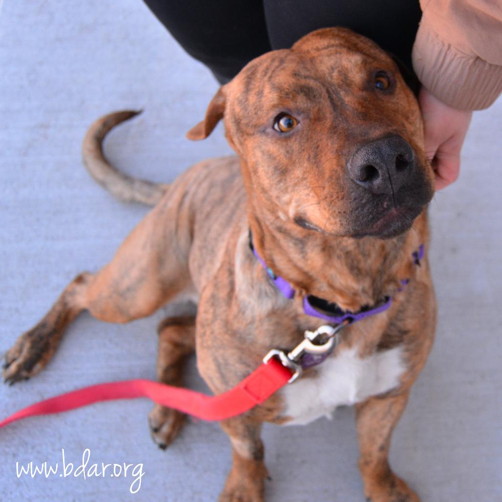 Enlarge Stella, a Adoptable Pit Bull Terrier in Cheyenne, WY image 2/2