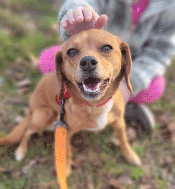 Enlarge Mochi , an adoptable mixed breed in West Decatur, PA image 3/6