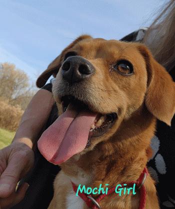 Enlarge Mochi , an adoptable mixed breed in West Decatur, PA image 6/6